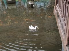 -豫园湖心亭茶楼