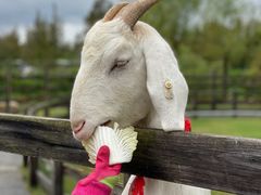 -前小桔亲子创意农场·草莓采摘·露营烧烤