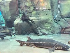 -上海海洋水族馆