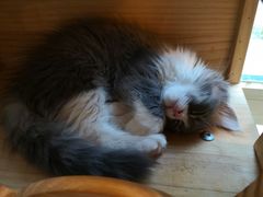 -名猫咖啡馆·撸猫·拼豆