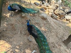 -丽泽山庄·生态怀柔菜·虹鳟鱼(红螺寺店)