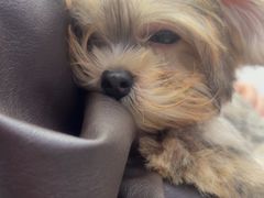 -翊宠yipet猫狗购宠庄园犬舍•猫舍