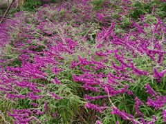 -白鹭湾湿地公园