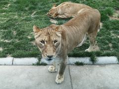 -北京野生动物园