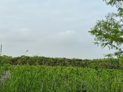 -广富林郊野公园