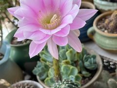 -中环花鸟鱼虫市场