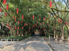 -大屏嶂森林公园