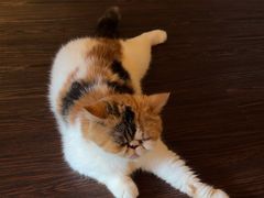 -猫岛主趣味餐厅(鼓浪屿店)