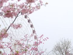 -顾村公园