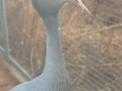 -盐城丹顶鹤湿地生态旅游区