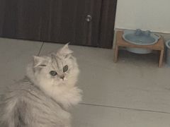 -猫大福·Fortune Cat猫舍(百子湾店)