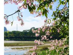 -广东花都湖国家湿地公园