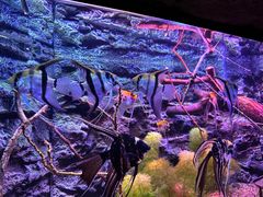 -上海海洋水族馆