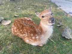 -北京鹿世界主题园