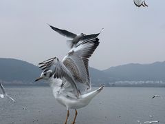 -海埂大坝