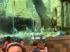 -帝企鹅自助餐厅•儿童岛•真企鹅(长隆企鹅酒店)