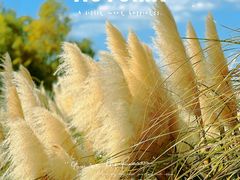 -上海山野camping·户外天幕烧烤·团建拓展营地