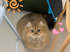 -babydoll猫舍·米努特·德文·缅因(久光中心店)