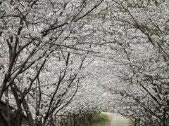 -绵阳盛世樱花悠乐谷