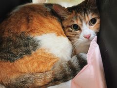 -凯特喵百思猫专科医院
