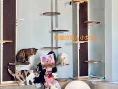 -Cappucimeow猫咪咖啡馆(韦伯时代店)