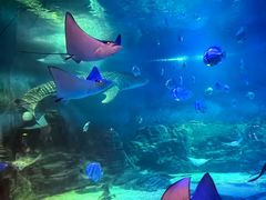 -烟台海昌鲸鲨海洋公园