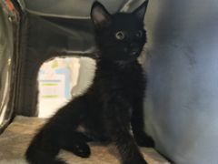 -贝康宠物医院·犬猫全科·小动物特色诊疗中心(东环路店)