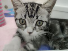 -糯米喵星人·撸猫猫舍咖啡馆(西市场嘉华店)