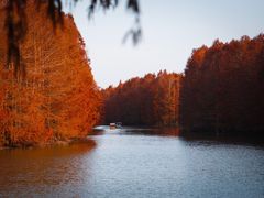 -上海海湾国家森林公园