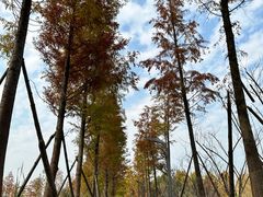 -洋湖国家湿地公园