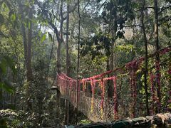 -西双版纳原始森林公园