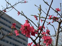 -首都医科大学附属北京天坛医院