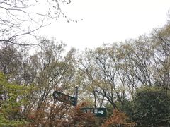 -紫金山山顶公园