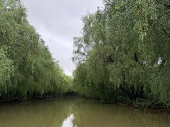 -大湾区中央湿地公园