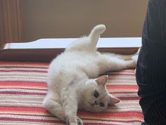 -糯米喵星人总部直营旗舰店·猫舍·幼猫出售