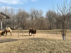 -北京野生动物园