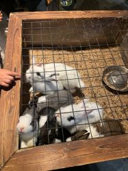 -酷嗒动物文化乐园(cutezoo西溪乐天城店)