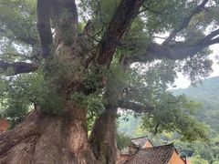 -杨家堂村