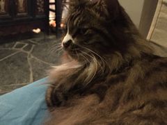Anne猫窝咖啡屋-Anne猫窝咖啡屋