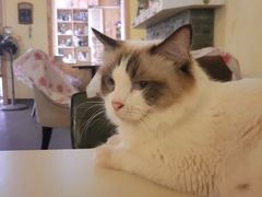 -猫色咖啡·猫咖