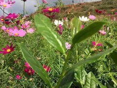 -文雅轩茶叶(锦和越界田林坊店)