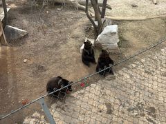 -石家庄市动物园