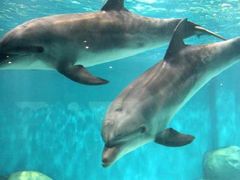 景点-福州罗源湾海洋世界旅游区