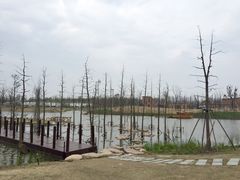 -上海长兴岛郊野公园