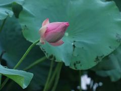 -荷塘月色湿地公园·向阳花洲