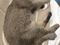 -安格丽娜·狗咖·猫咖羊驼咖(春熙路百盛商场店)