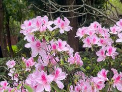 -深圳国际园林花卉博览园