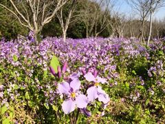 -上海海湾国家森林公园