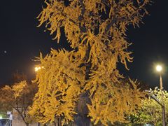 -扬州狮子楼·非遗淮扬菜(东关街店)