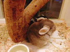 -龙猫仔乐园(惠福东路店)